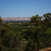 Vineyards in the valley from d'Arenberg Winery
